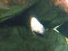 20080802172307-DSCF2409.JPG
