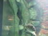 20080802172320-DSCF2410.JPG