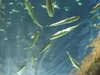 20080802173700-DSCF2422.JPG