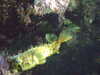 20080802173830-DSCF2423.JPG
