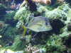 20080802174403-DSCF2433.JPG