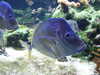 20080802174406-DSCF2434.JPG