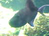 20080802174648-DSCF2439.JPG