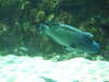 20080802174730-DSCF2440.JPG
