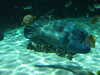 20080802174835-DSCF2444.JPG