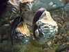 20080802174954-DSCF2446.JPG