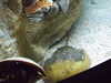 20080802175013-DSCF2447.JPG