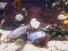 20080802175028-IMAGE_357.jpg