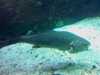 20080802175201-IMAGE_360.jpg