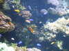 20080802175351-DSCF2456.JPG
