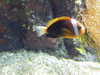 20080802175927-DSCF2474.JPG