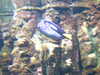 20080802180007-DSCF2476.JPG