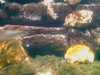 20080802180051-IMAG0373.jpg