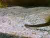 20080802180155-IMAG0376.jpg