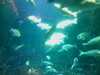 20080802180225-IMAG0377.jpg
