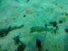 20080802180236-IMAG0378.jpg