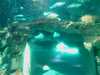 20080802180258-IMAG0379.jpg