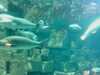 20080802180620-IMAG0386.jpg