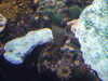 20080802180739-DSCF2485.JPG