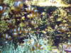 20080802180854-DSCF2486.JPG