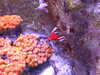 20080802180952-DSCF2487.JPG