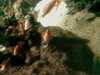 20080802181354-IMAG0396.jpg