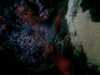 20080802181520-IMAG0397.jpg