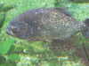 20080802181642-DSCF2497.JPG