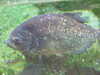 20080802181656-DSCF2498.JPG