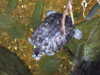 20080802182211-DSCF2502.JPG