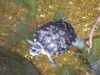 20080802182239-DSCF2505.JPG