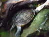 20080802182331-DSCF2507.JPG
