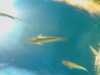 20080802183533-IMAG0421.jpg