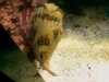 20080802183828-IMAG0430.jpg