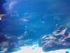 20080802184107-IMAG0435.jpg
