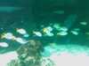 20080802184558-IMAG0446.jpg
