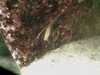 20080802185425-IMAG0467.jpg