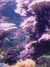 20080802185440-IMAG0468.jpg