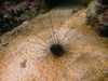 20080802185559-IMAG0472.jpg