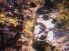 20080802185610-IMAG0473.jpg