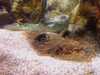 20080802185719-IMAG0476.jpg