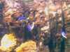 20080802185744-IMAG0477.jpg