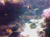 20080802190120-IMAG0483.jpg