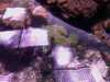 20080802190210-IMAG0485.jpg