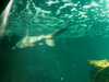 20080802190452-IMAG0491.jpg