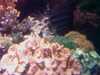 20080802190551-IMAG0493.jpg