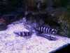 20080802190814-IMAG0500.jpg