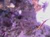 20080802190931-IMAG0504.jpg
