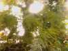 20080802191418-IMAG0515.jpg
