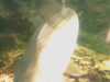 20080802191722-IMAG0520.jpg